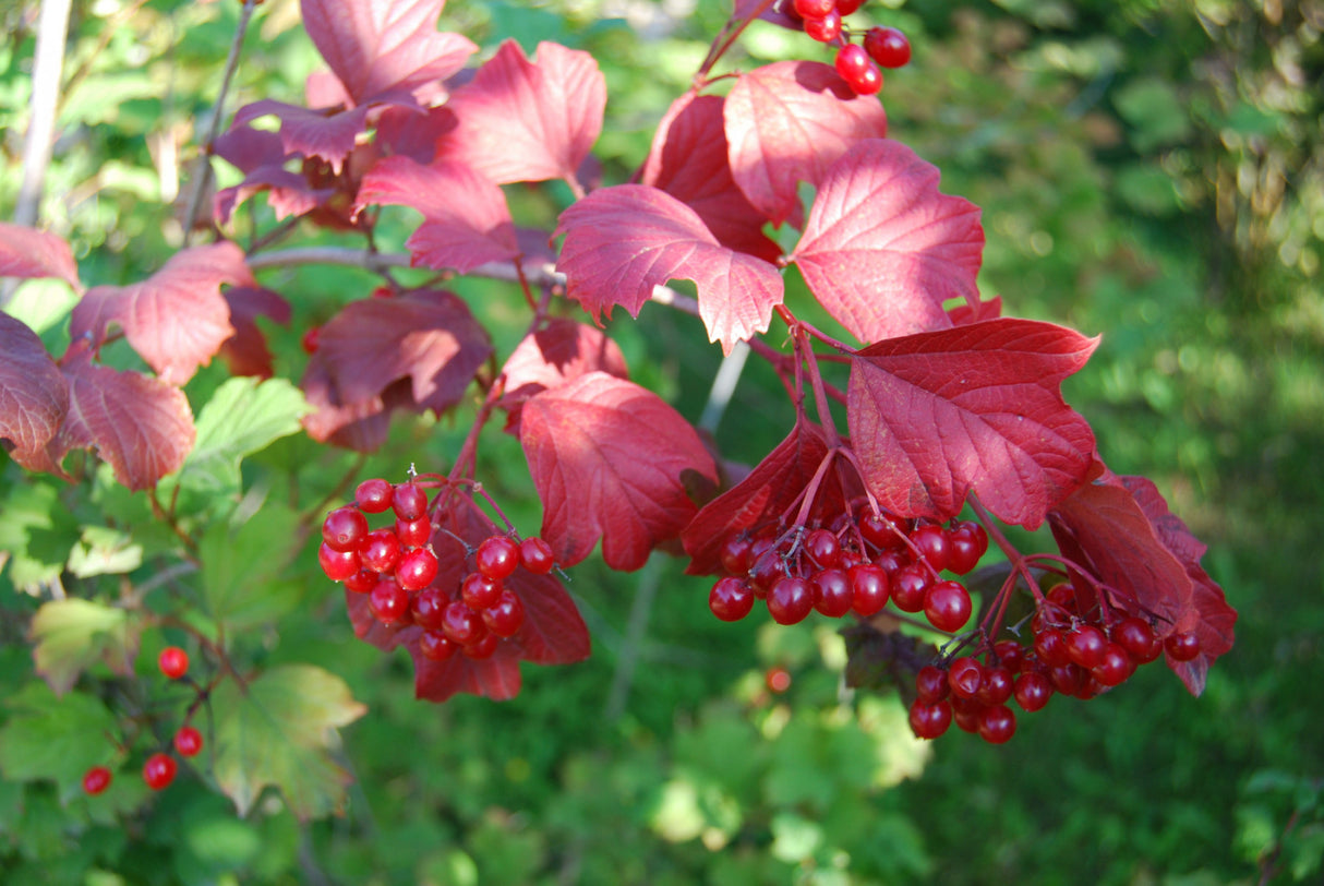 Gemeiner Schneeball mit Früchten, verfügbar in 12 Größen und Varianten; Einsatz: Windschutzgehölz, robust;;hier kaufen