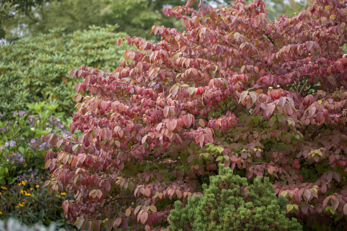 Viburnum plicatum 'Mariesii' mit Herbstlaub, erhältlich von 40-60 bis 200-250 cm; Einsatz: , ;;ab 23,40 Euro