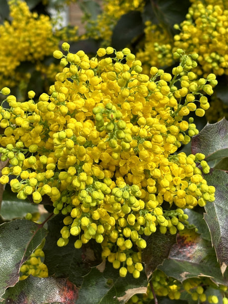 Mahonia aquifolium; hier mit Blüte; anspruchslos; Einsatzmöglichkeit z.B. : anspruchslose Pflanze; verfügbar in 2 Größen und Varianten;;ab 14,55 Euro