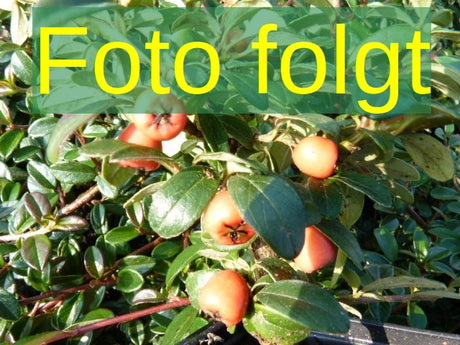 Cotoneaster salicifolius 'Herbstfeuer'; Bild wird ergänzt; winterhart; Einsatzmöglichkeit z.B. : Bodendecker; verfügbar in 2 Größen und Varianten;;ab 4,63 Euro