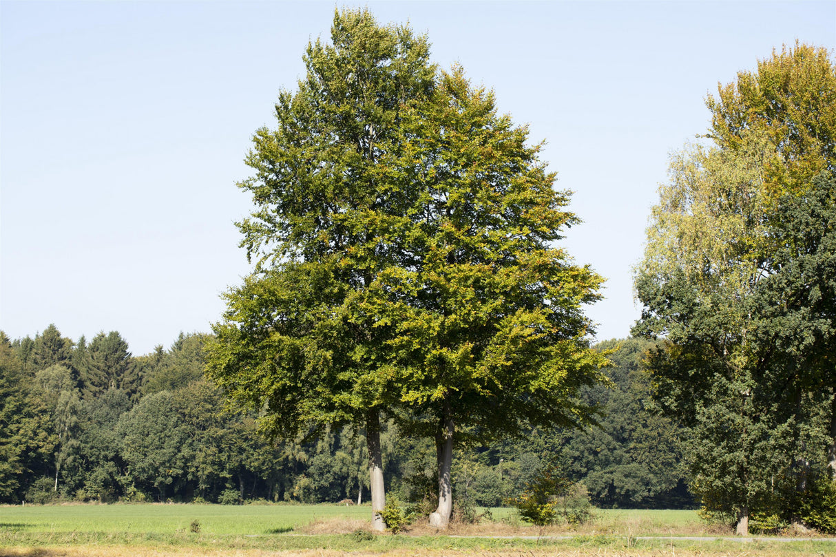 Fagus sylvatica in Einzelansicht; Einsatz: , ;;ab 0,84 Euro