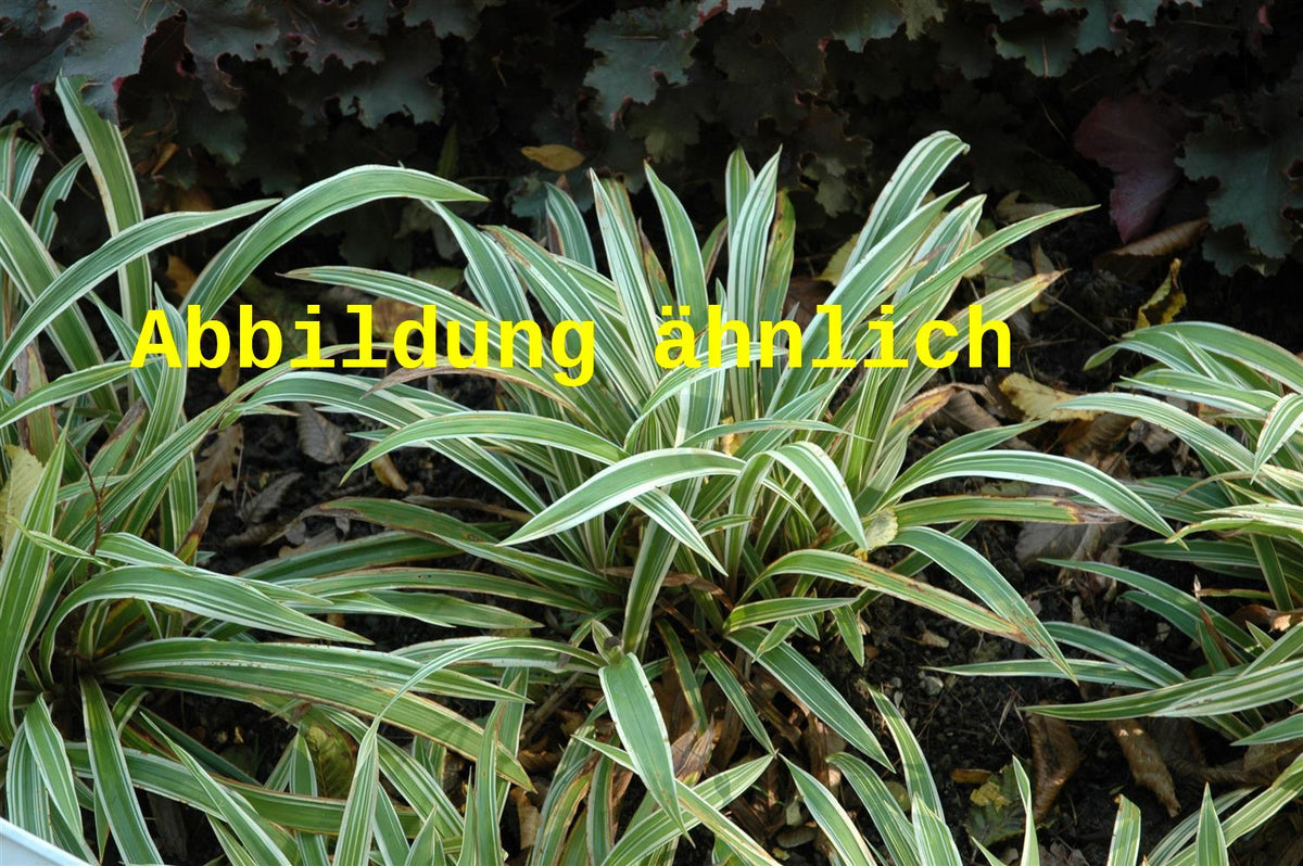 Carex ornithopoda 'Variegata' (Weißgestreifte Vogelfuß-Segge) hier günstig  kaufen – Mitteldeutsche-Baumschulen