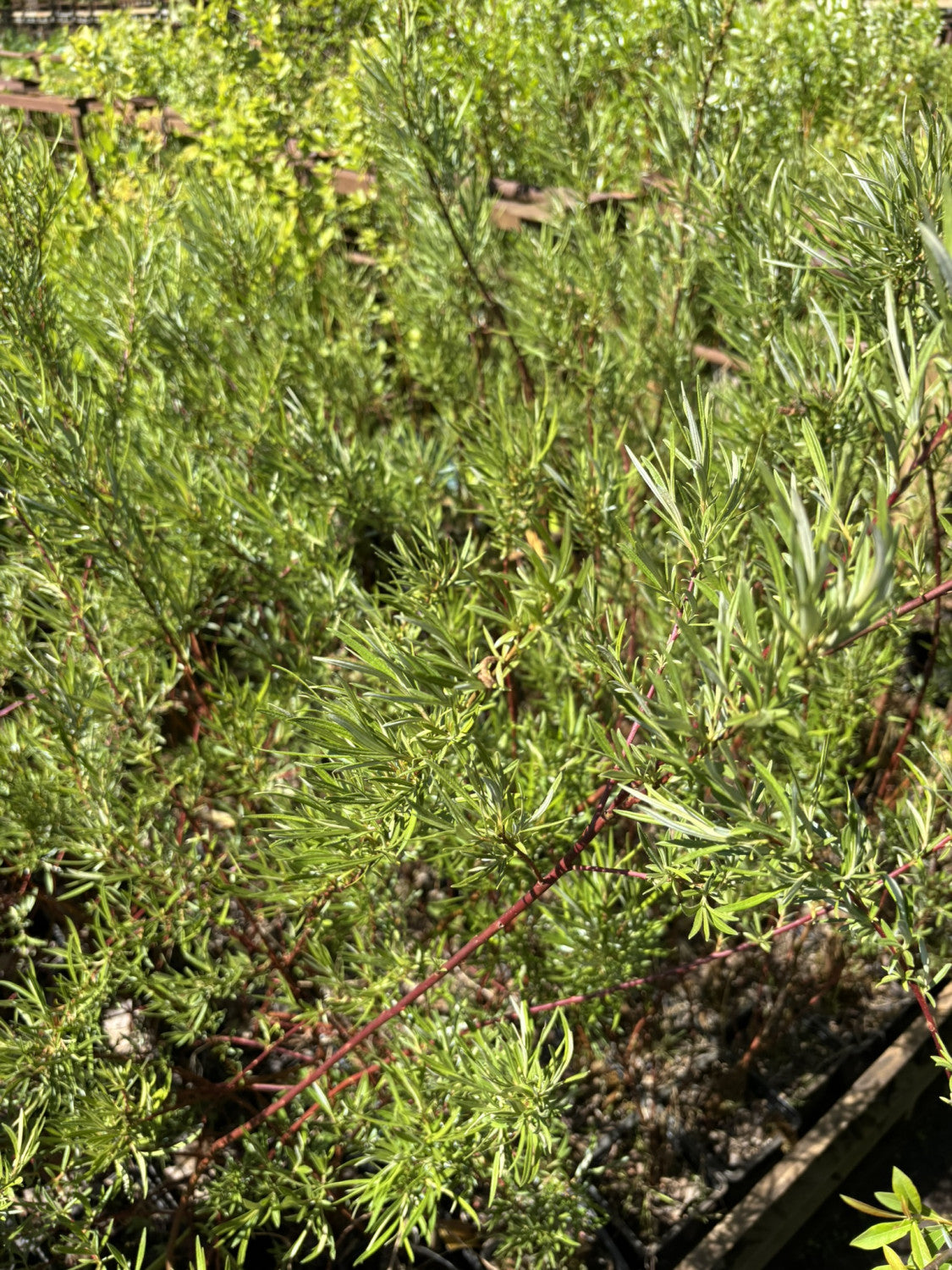 Rosmarinweide mit Belaubung, verfügbar in 7 Größen und Varianten; Einsatz: Pioniergehölz, pioniergehölz;;hier kaufen