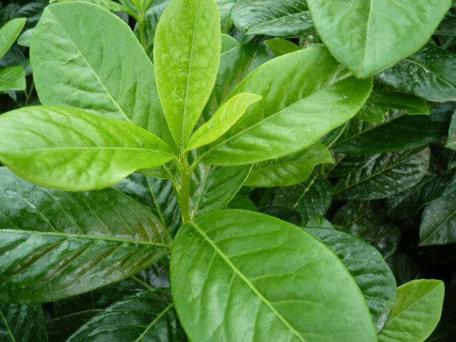 Prunus lauroc.'Novita' mit Sommerbelaubung, erhältlich als: Solitär; Einsatz: Heckenpflanze, anspruchslos;;günstig mit Qualität