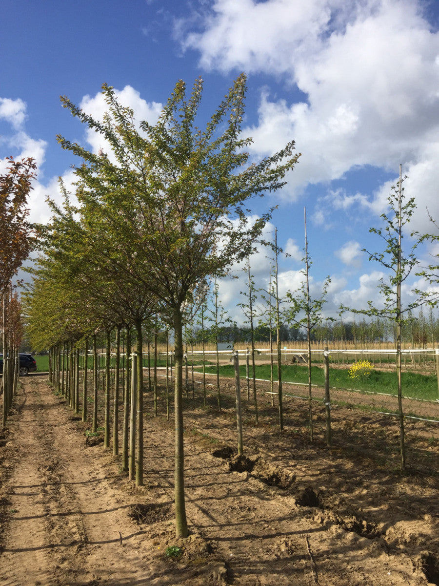 Rosa Winterkirsche 'Autumnalis'; zweimalige Blütezeit; erhältlich von 60-100 bis 450-650 cm;;hier kaufen