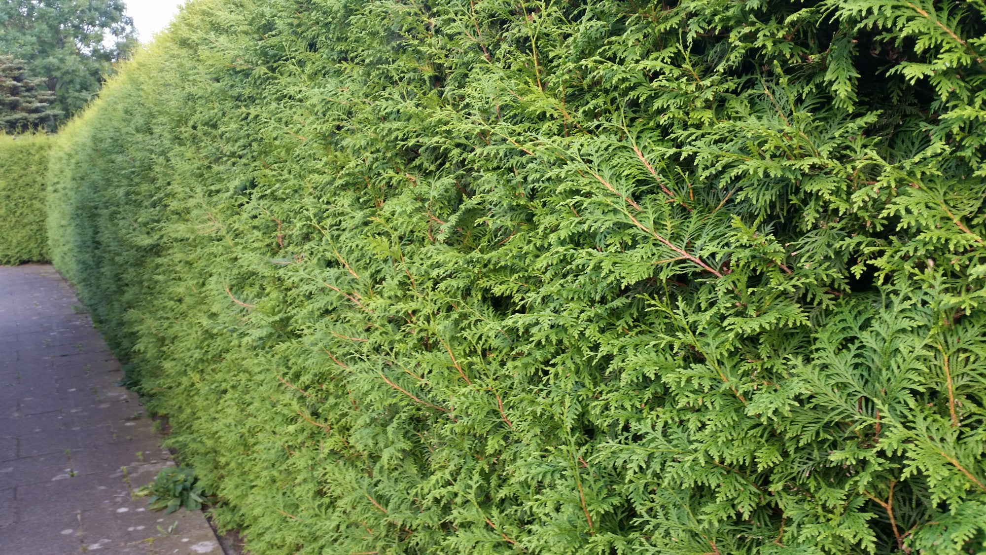 Thuja occidentalis 'Brabant' (Lebensbaum 'Brabant')