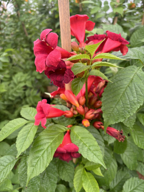 Campsis radicans; hier mit Blüte; schnellwüchsig; Einsatzmöglichkeit z.B. : Sichtschutz; verfügbar in 2 Größen und Varianten;;ab 44,50 Euro