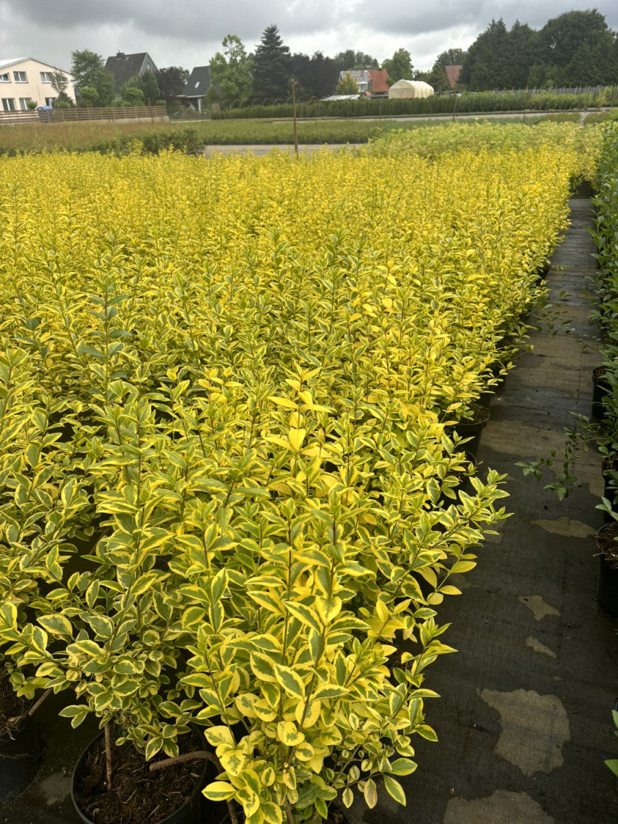 Goldliguster im Topf, verfügbar in 12 Größen und Varianten; Einsatz: Vogelschutzhecke, schnittfest;;hier kaufen