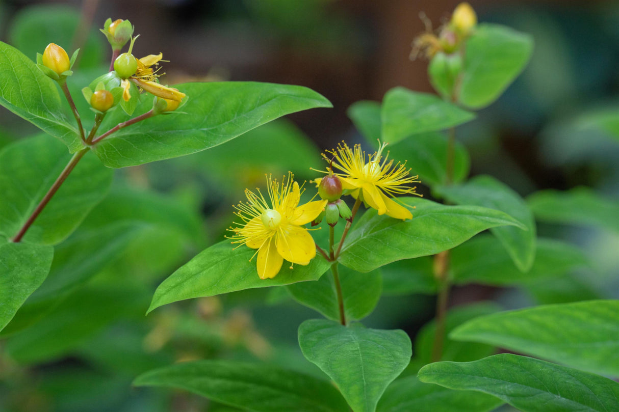 Hypericum perforatum , ;;ab 3,45 Euro