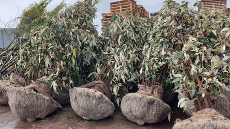 Immergr. Zungen-Schneeball; hier als Ballenpflanze; immergrün; Einsatzmöglichkeit z.B. : Solitär; erhältlich von 40-60 bis 150-175 cm;;hier kaufen