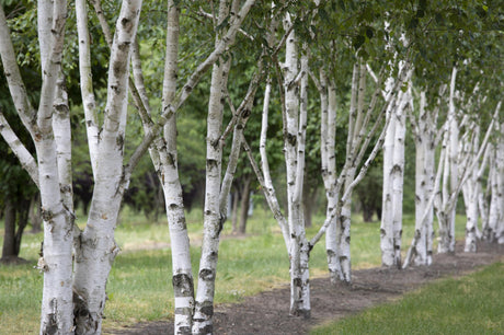 Betula jacquemontii; dekorative Rinde; verfügbar in 17 Größen und Varianten;;ab 48,10 Euro
