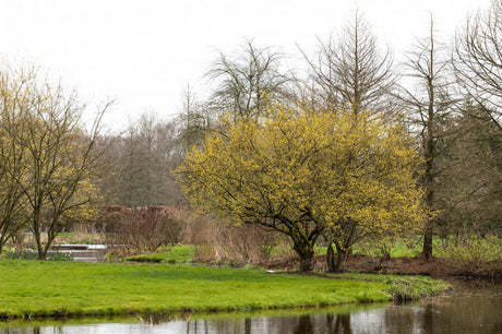 Kornelkirsche; in Einzelansicht; frühblüher; Einsatzmöglichkeit z.B. : Heckenpflanze; erhältlich von 40-70 bis 450-650 cm;;hier kaufen