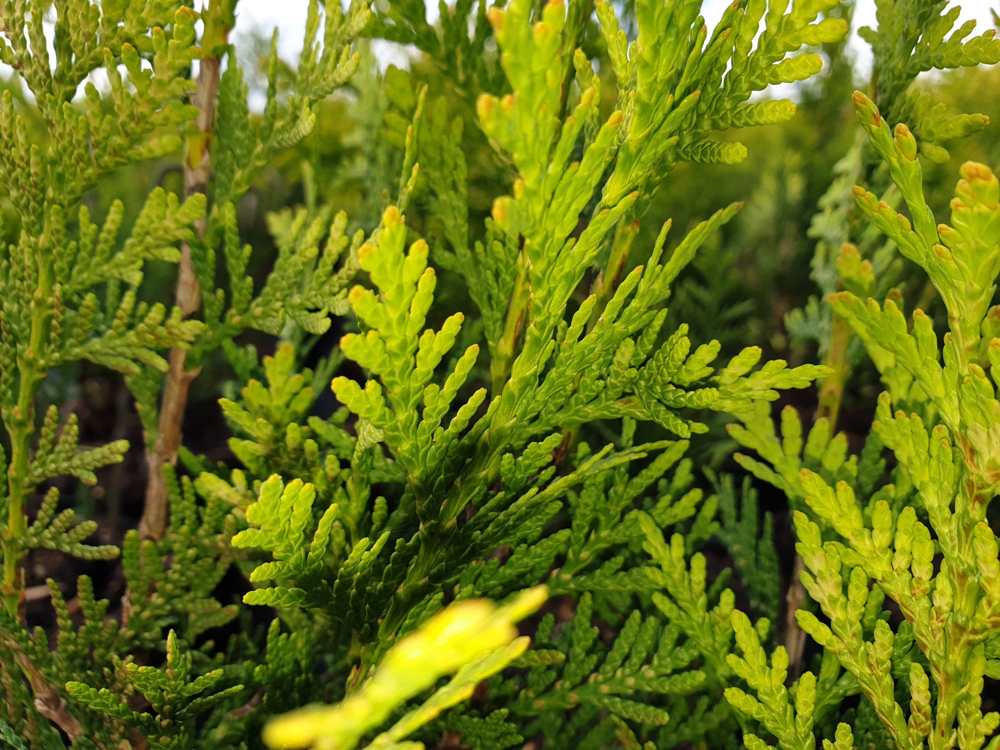 Thuja plicata 'Aurescens' (Goldspitzen-Lebensbaum)