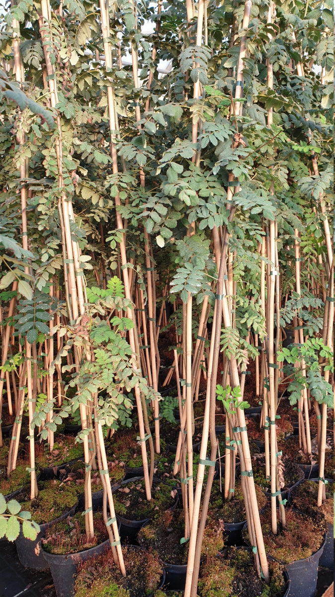Sorbus domestica (Speierling) hier günstig kaufen –  Mitteldeutsche-Baumschulen