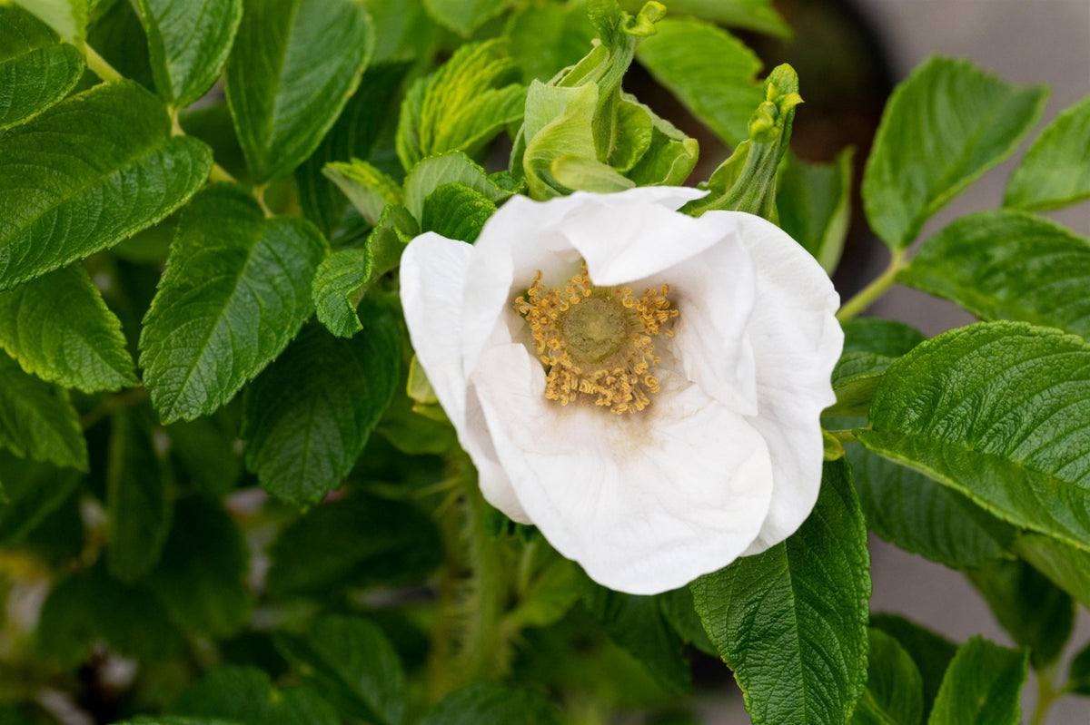 Weiße Apfelrose Rosa Rugosa Alba – Heckenrose, Wildrose, 70-80cm, Winterhart, Duftend