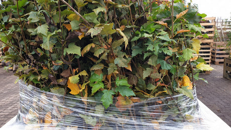 Elsbeere; vorbereitet für Versand; zierwert; Einsatzmöglichkeit z.B. : Nahrungsquelle für Tiere; erhältlich von 50-80 bis 450-650 cm;;hier kaufen