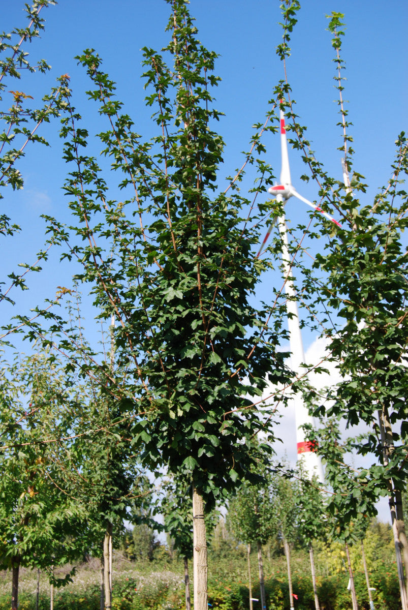 Acer campestre VkG 2 , erhältlich von 50-80 bis 450-650 cm, ;;ab 2,25 Euro