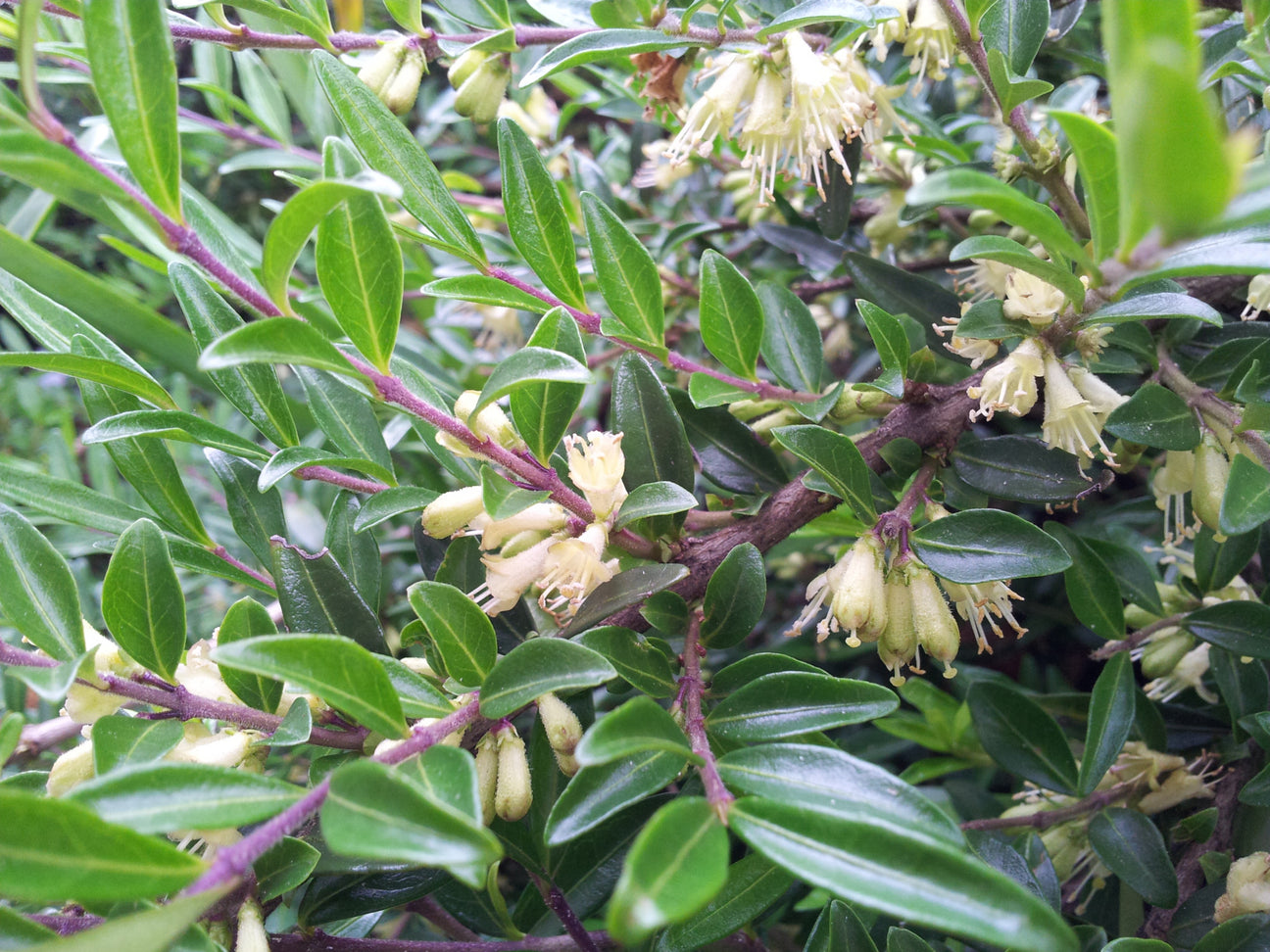 Lonicera (Geißblatt)