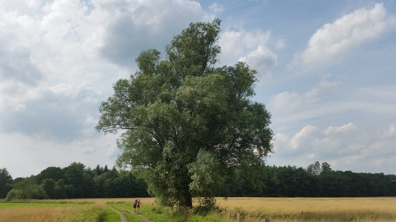 Salix (Weide)