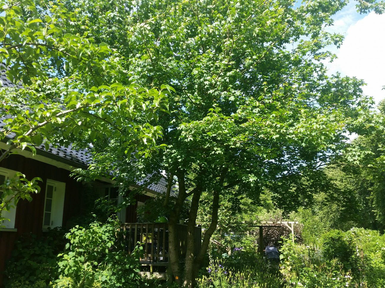 Acer (Ahorn)