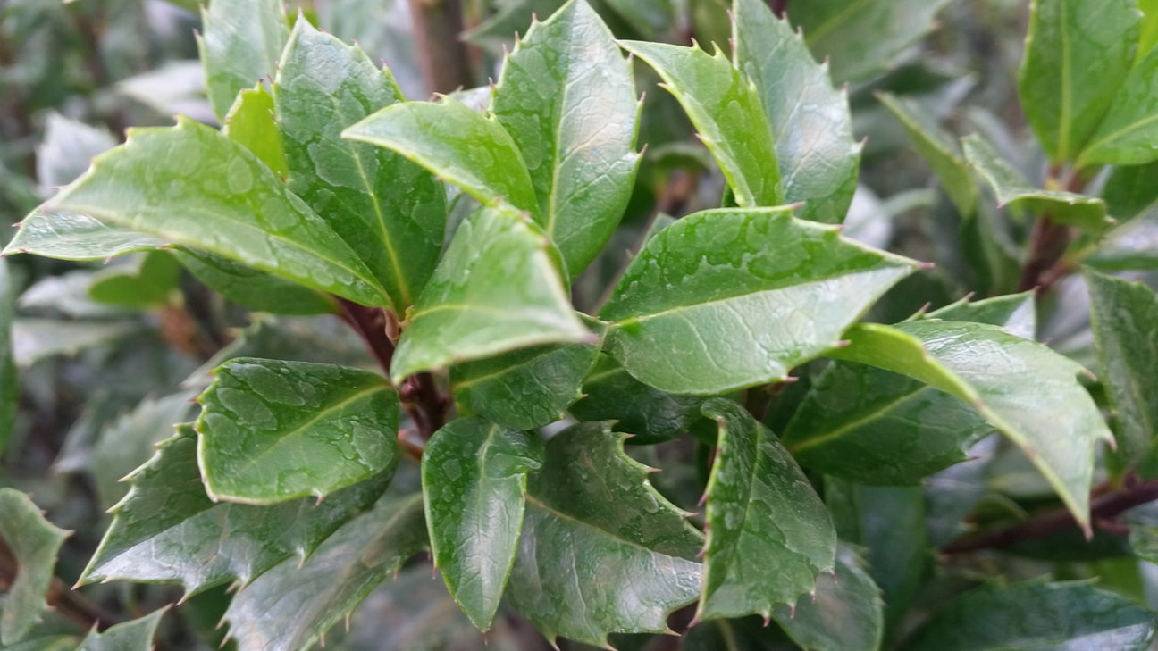 Ilex (Stechpalme)