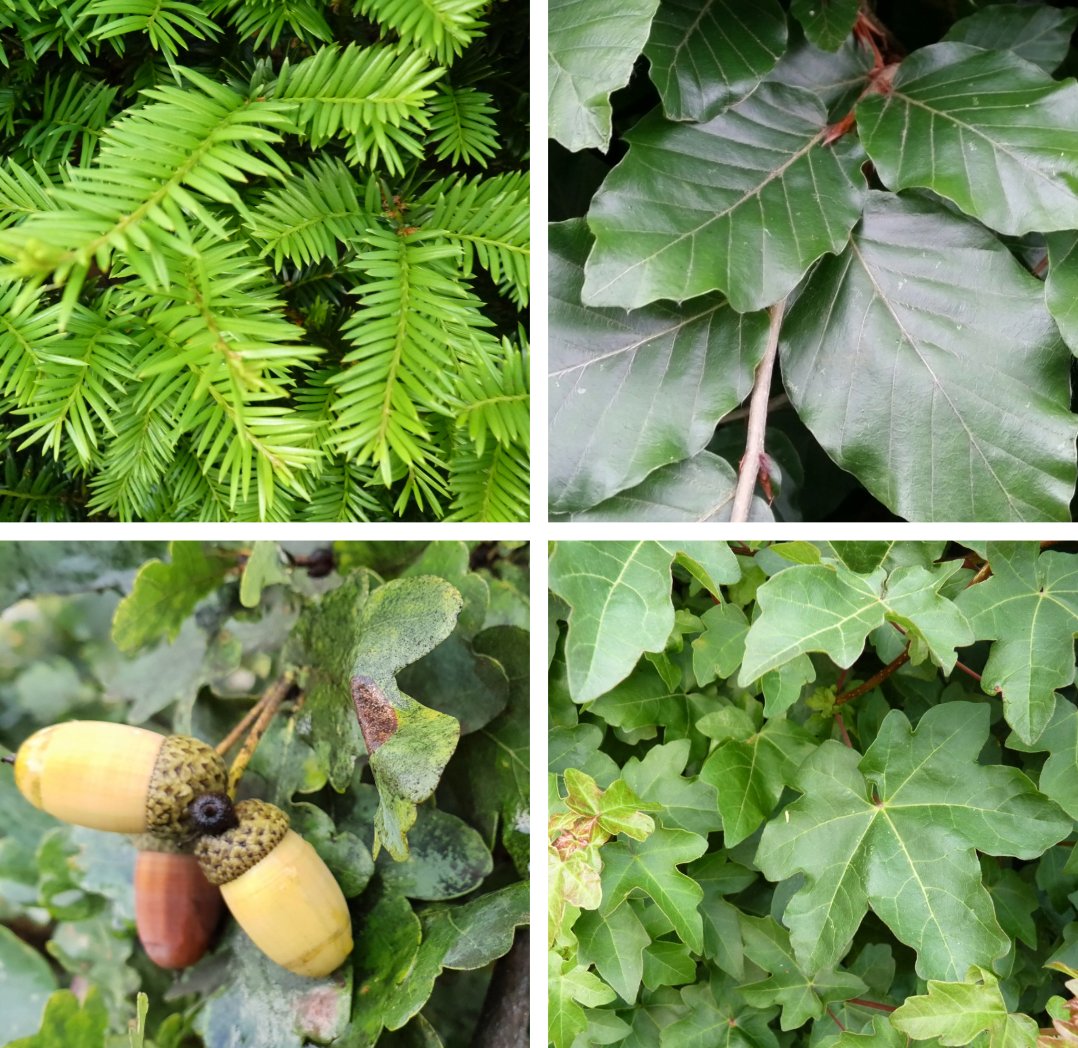 Baum des Jahres