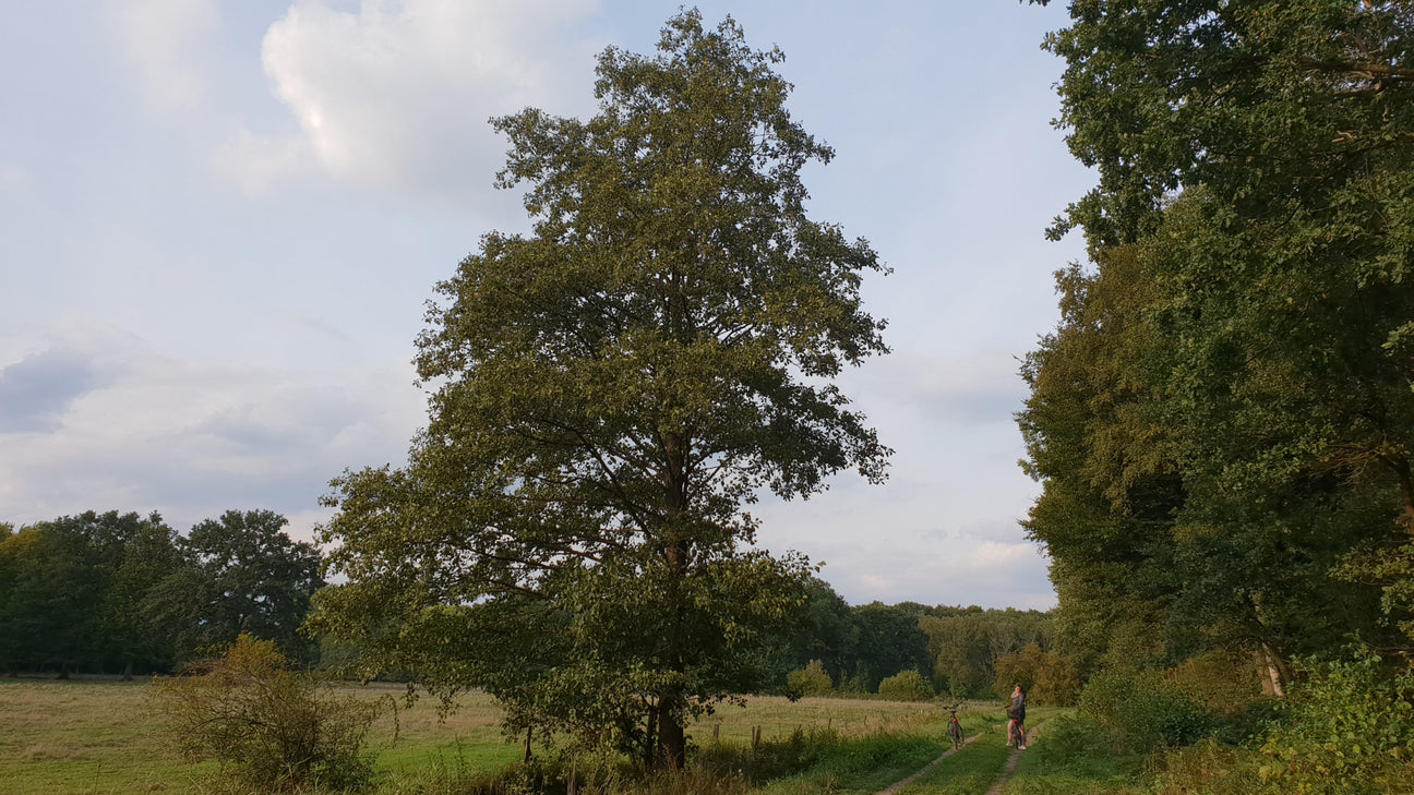 Alnus (Erle)