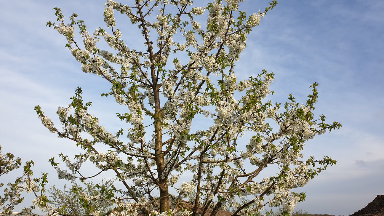 Prunus (Kirschbaum)