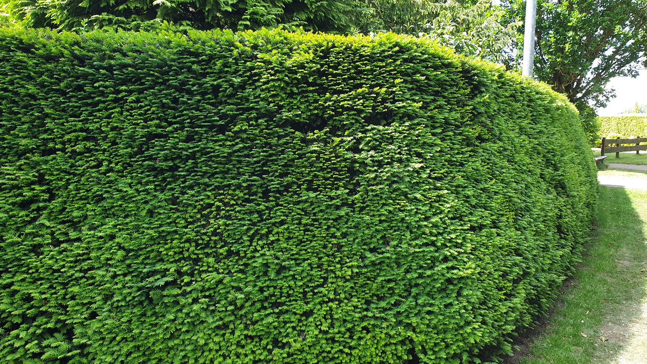 Nadelhecke aus Eibe (Taxus)