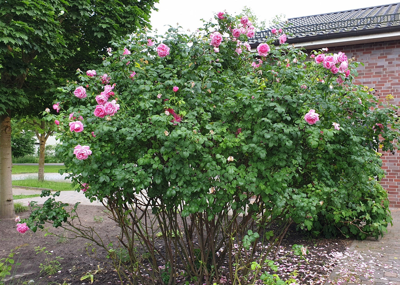 Rosen-Park-/Strauchrose (STR)
