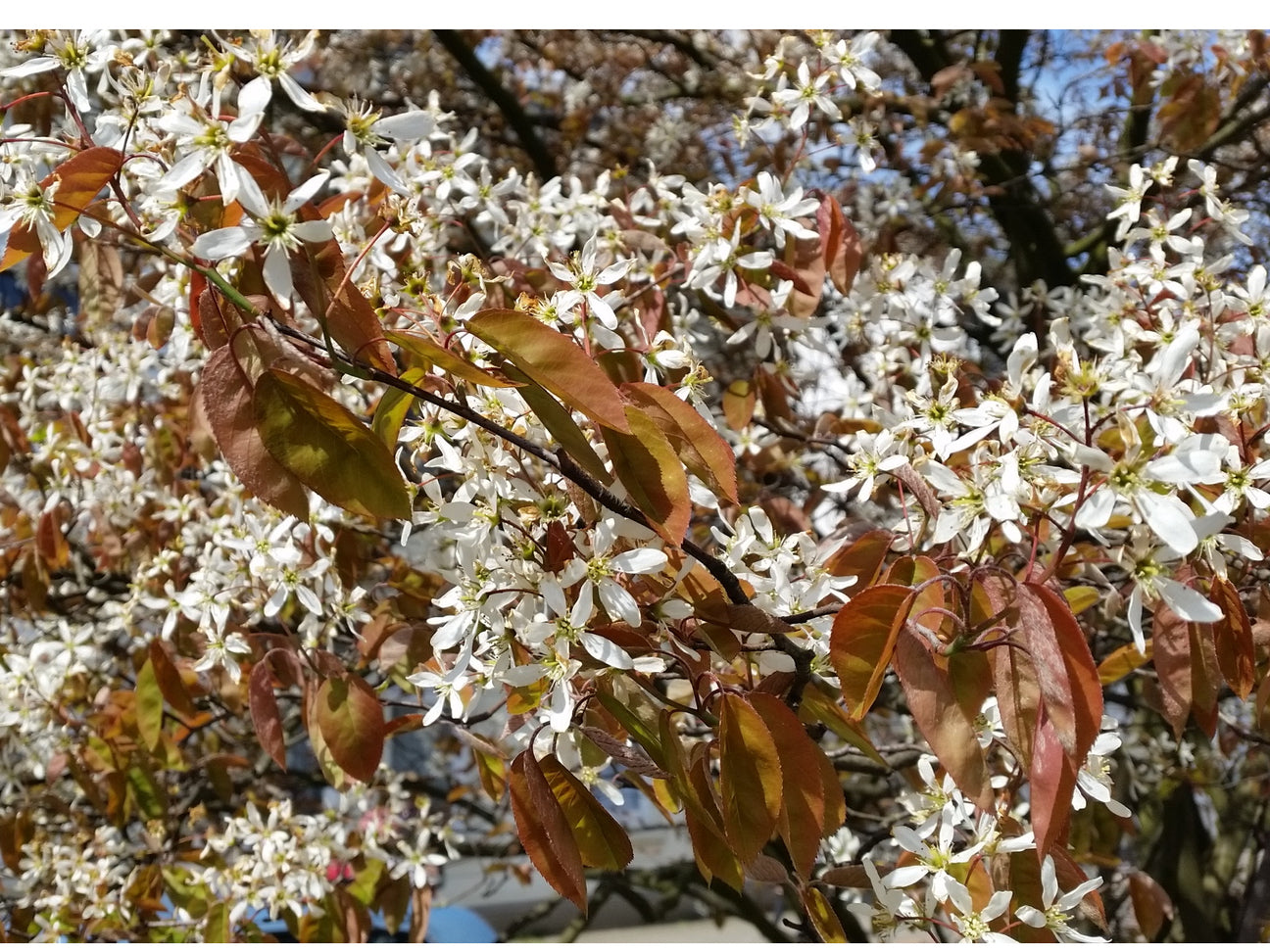 Amelanchier (Felsenbirne)