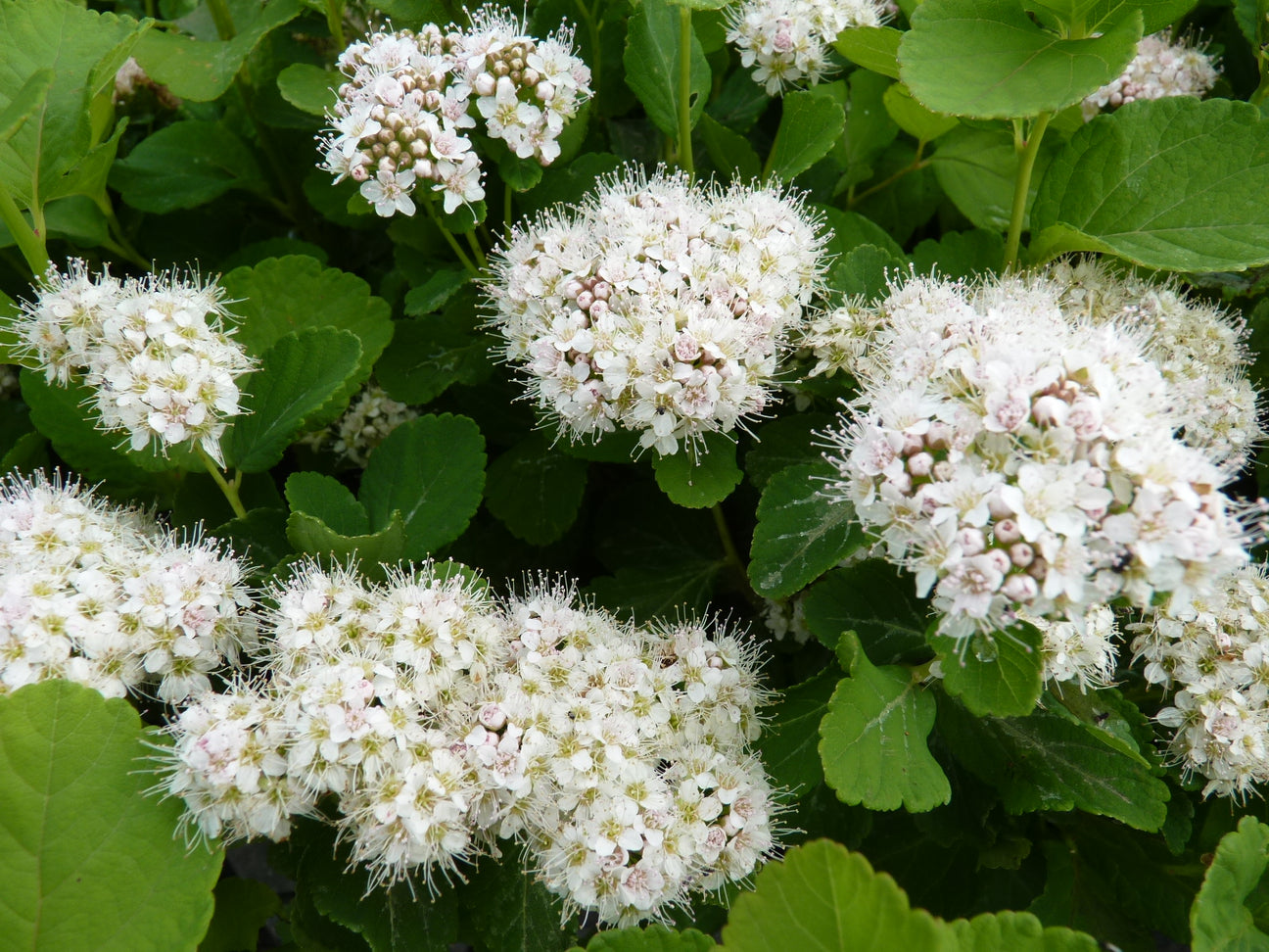 Spiraea (Spierstrauch)