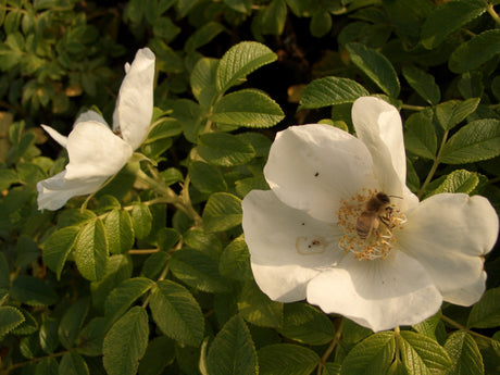 Wildrosen mit weißer Blüte