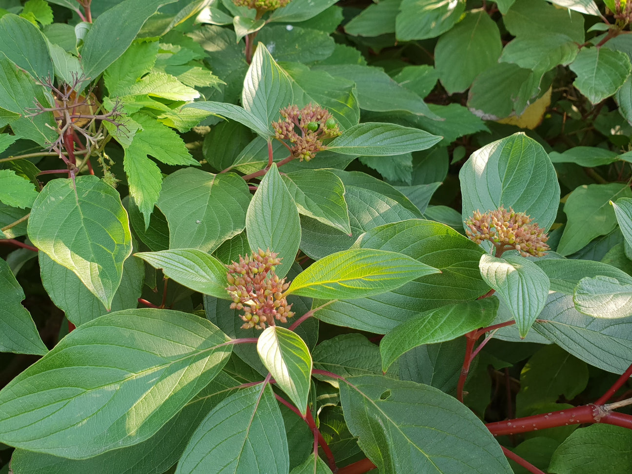 Cornus (Hartriegel)