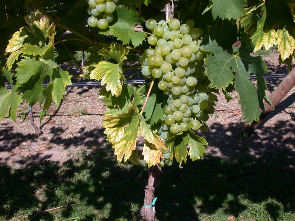 Vitis (Weinrebe)