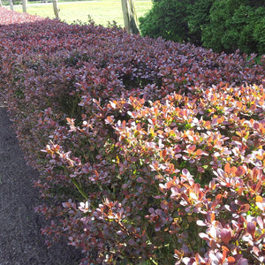 Heckenpflanzen Heckenpflanzen online kaufen aus Heckenpflanze Ligustrum vulgare 'Lodense' (Zwergliguster) – Mitteldeutsche-Baumschulen