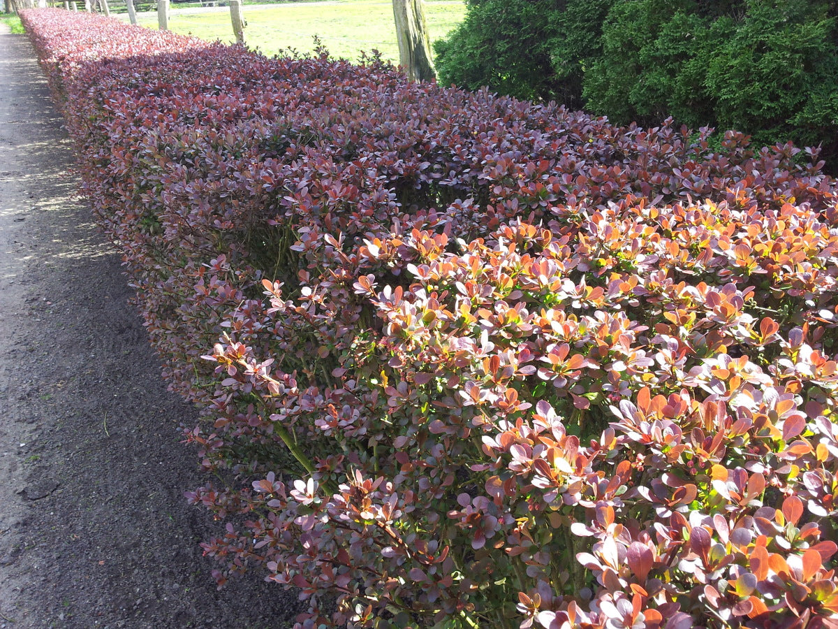 Hecken aus Berberis (Berberitze)