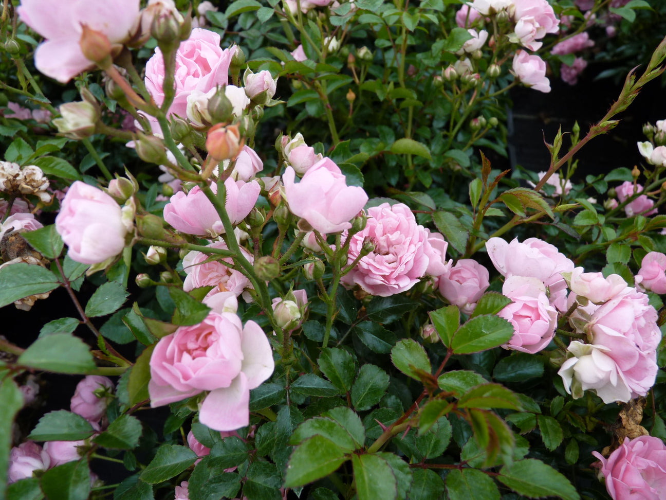 Rosen-Bodendeckerrose (BDR)