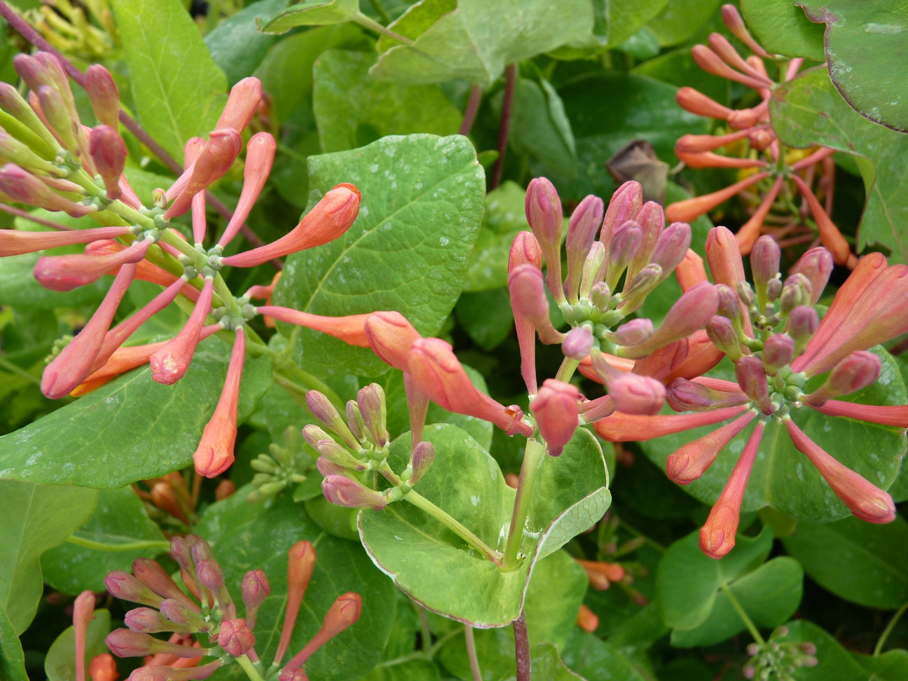 Lonicera/Geißblatt rankend