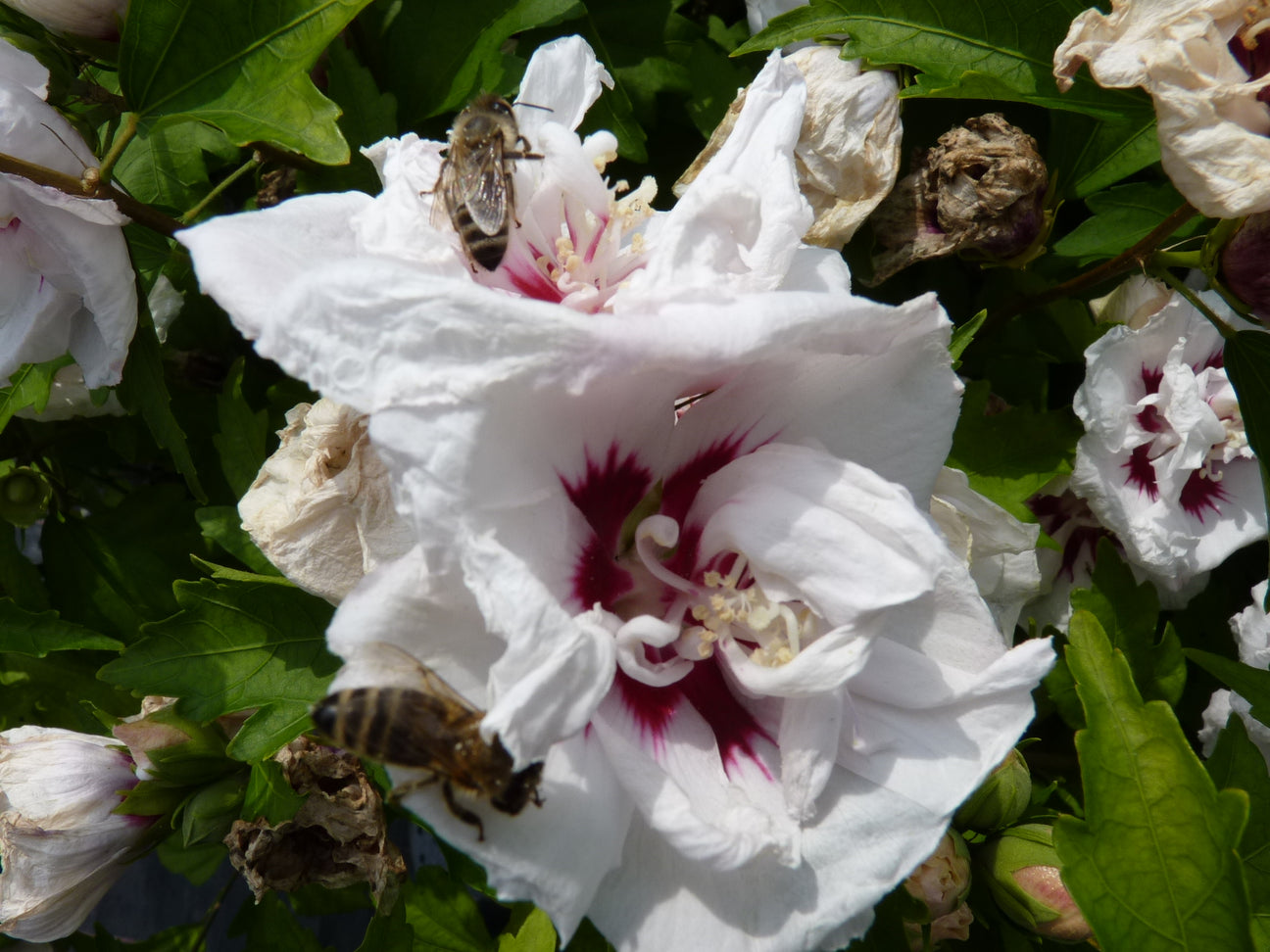 Hibiscus (Hibiskus)
