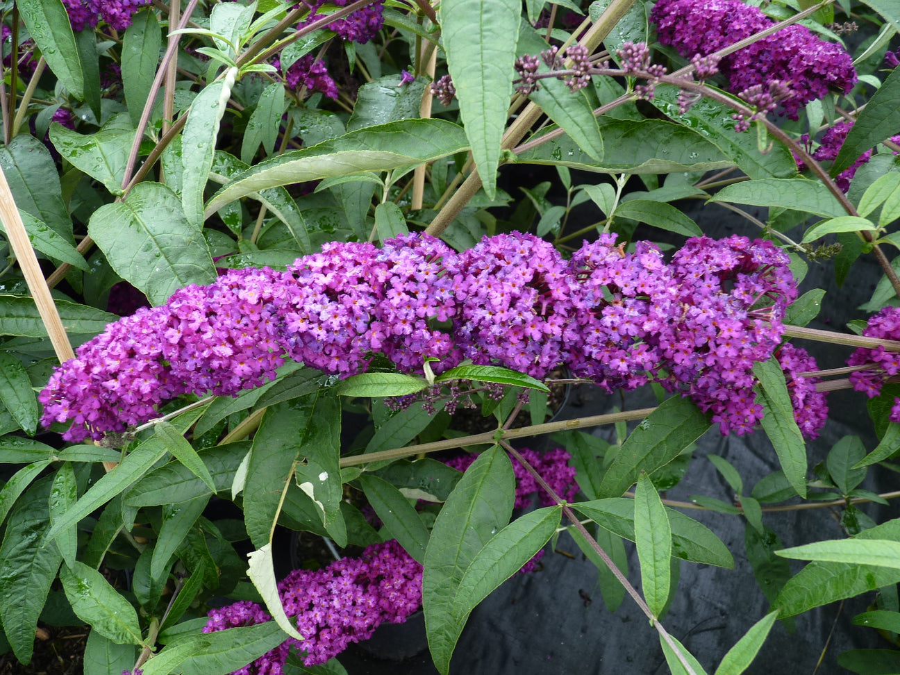 Buddleja (Sommerflieder)