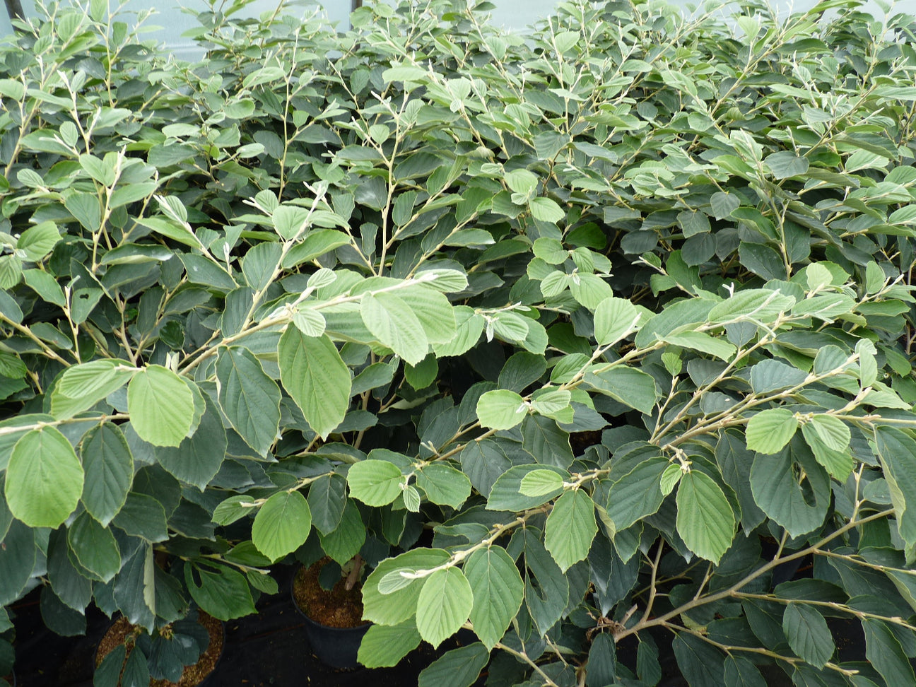 Hamamelis (Zaubernuss)