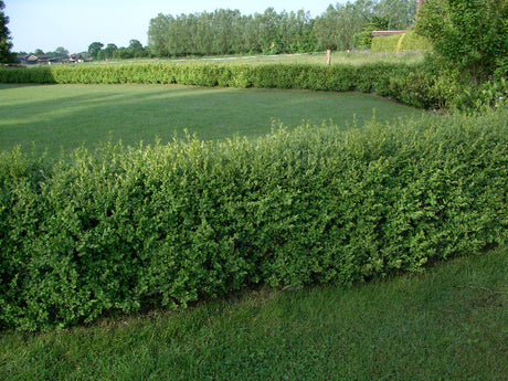 Hecke aus Buxus (Buchsbaum)