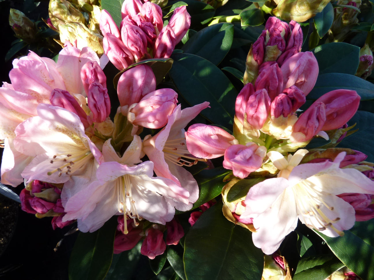 Rhododendron