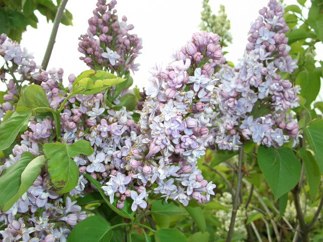 Syringa (Flieder)