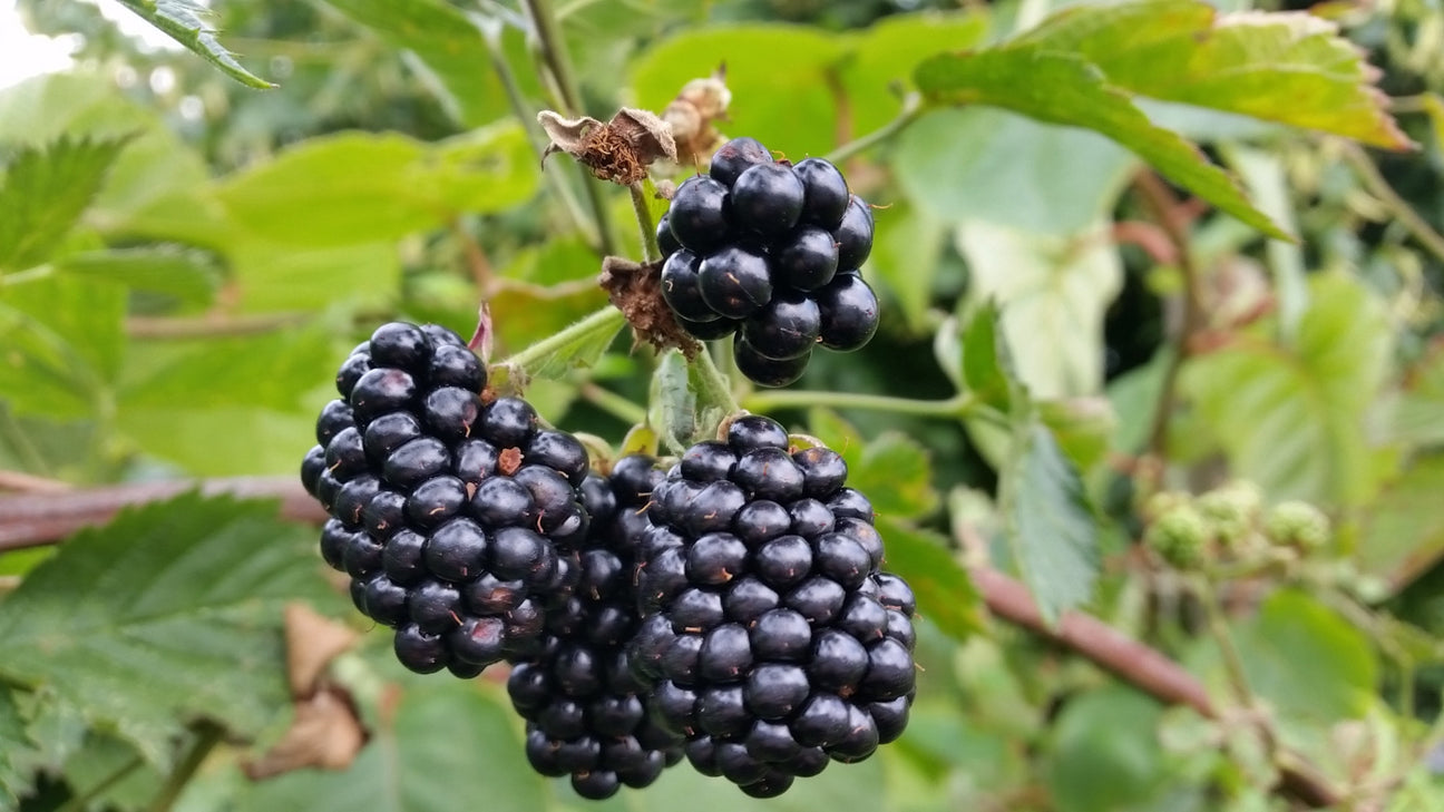 Obst-Brombeere