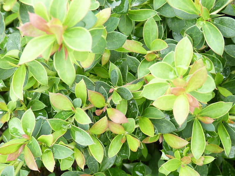 Berberis (Berberitze)
