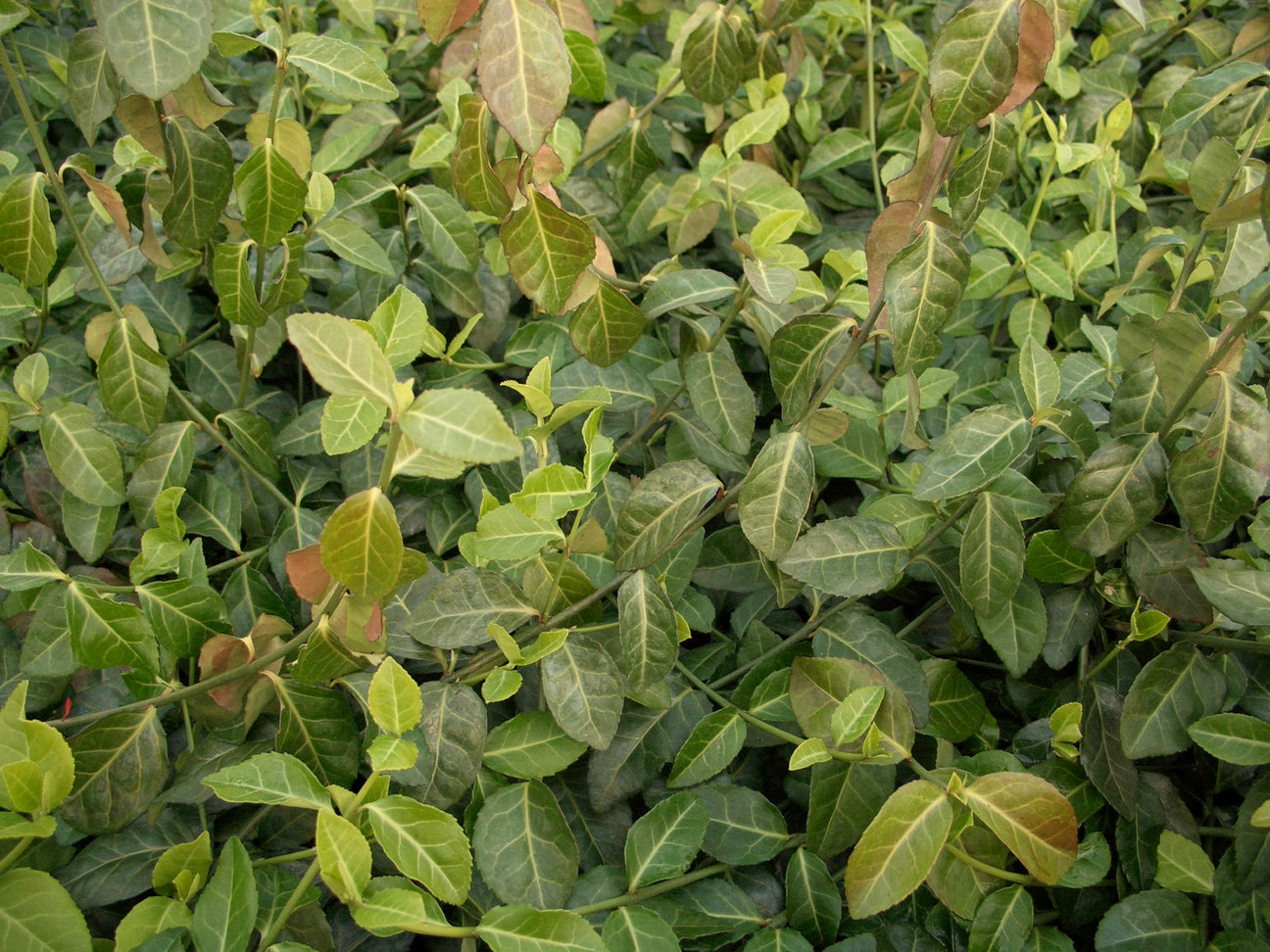 Euonymus (Spindelstrauch)