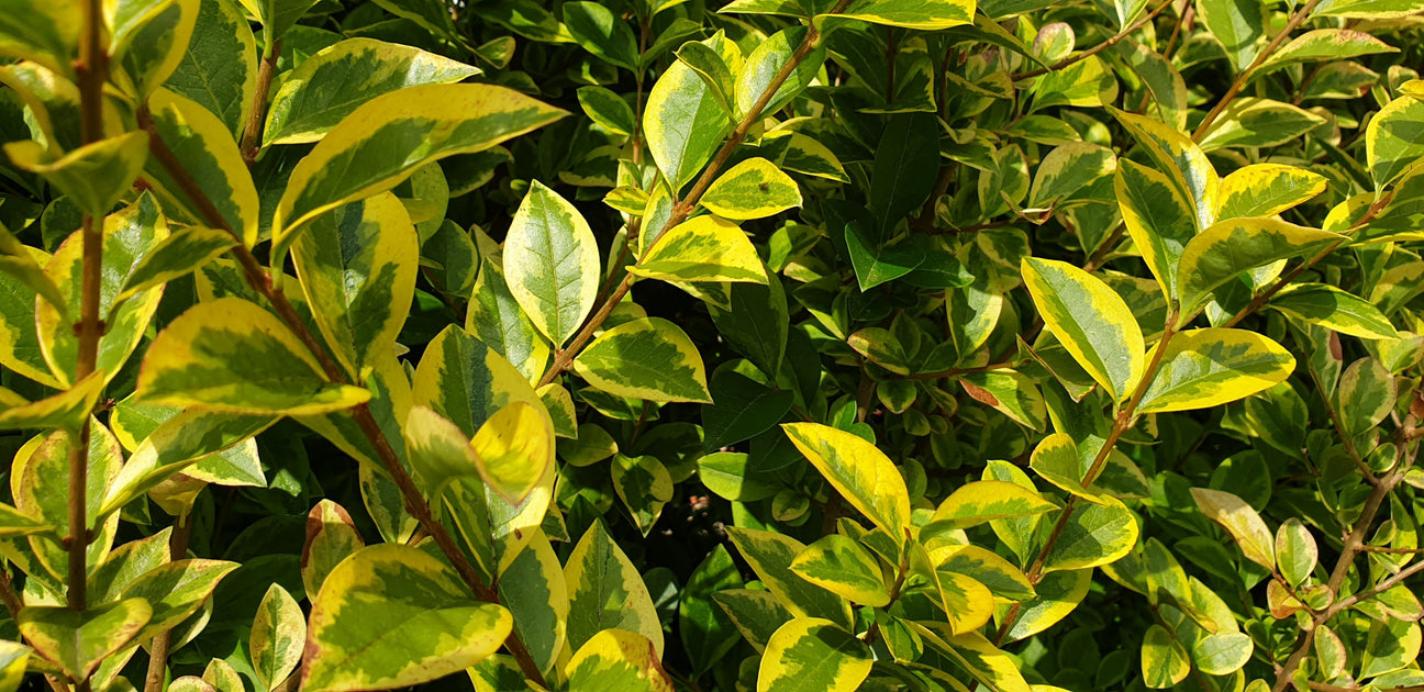 Ligustrum (Liguster)