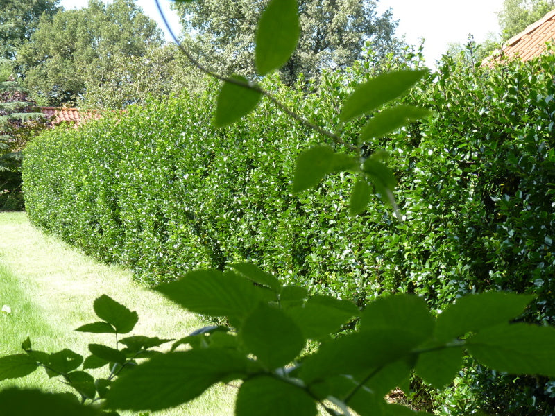 Hecken aus Ilex (Stechpalme)